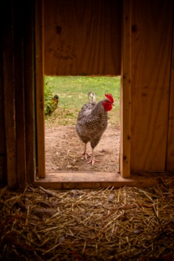 Poultry Housing And Chicken Coops Pdf Creator